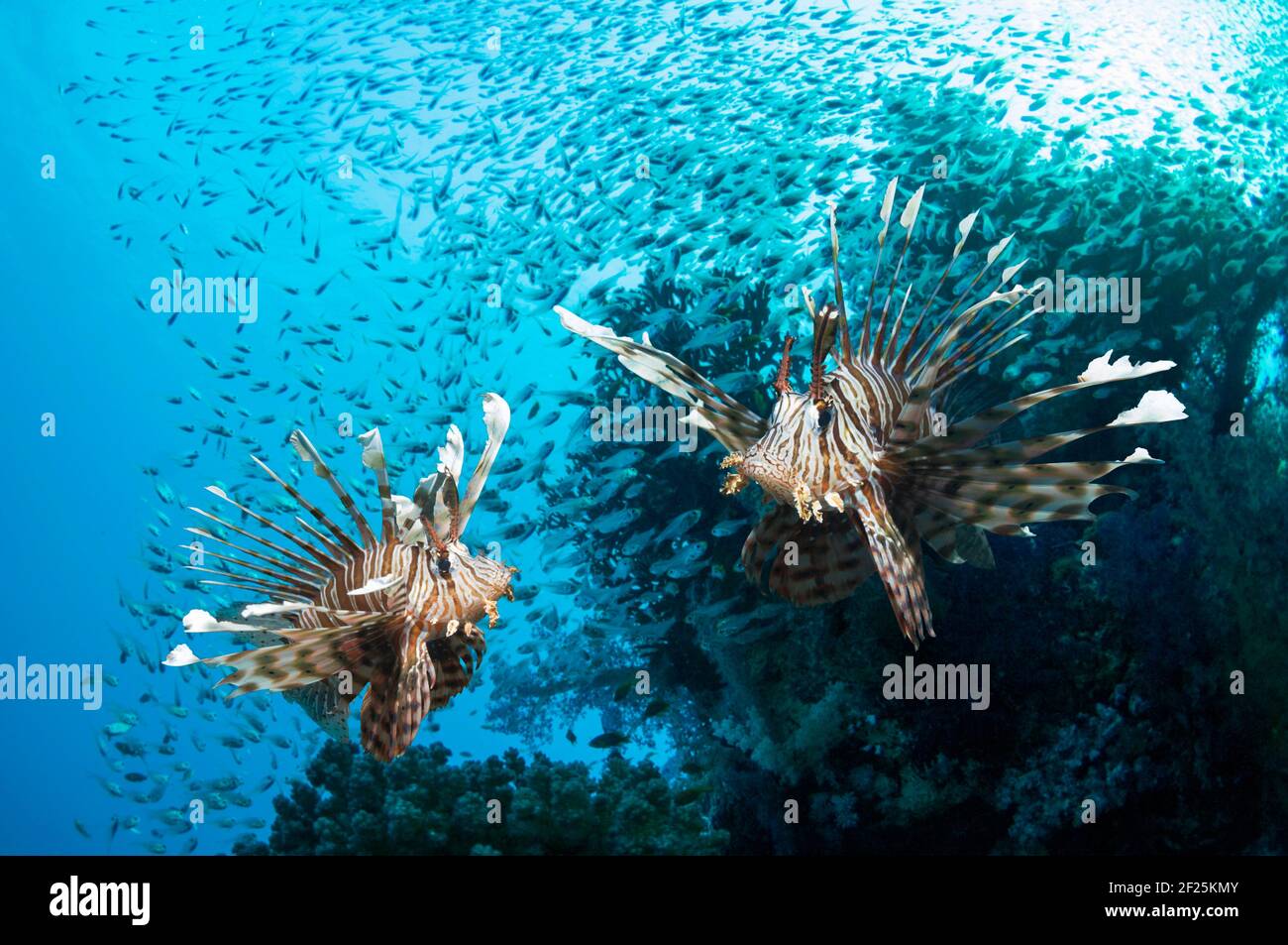 Leonfish rosso [Pterois volitans] e spazzatrici Pygmy [Parapriacanthus guentheri]. Egitto, Mar Rosso. Foto Stock
