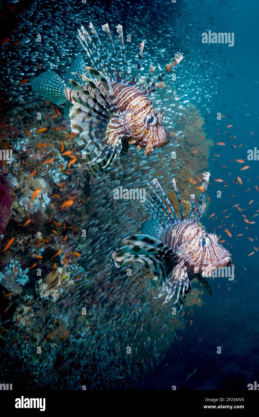 Paesaggio di barriera corallina con un paio di leoni rossi (volitans Pterois), coralli molli e una scuola di sudori Pygmy. Foto Stock