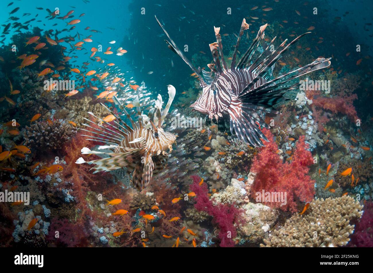 Paesaggio di barriera corallina con un paio di leoni rossi (Pterois volitans), coralli molli (Dendronephthya sp) e una scuola di sudori pigmei (Parapriacanthus gue Foto Stock
