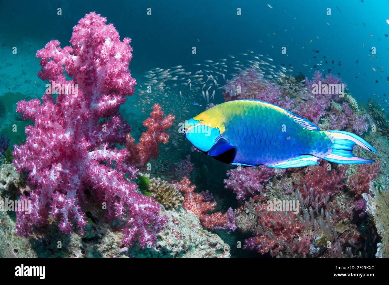 Greengola o Singapore parroto (Scarus prasiogathus), nuoto sopra la barriera corallina. Mare delle Andamane, Thailandia. Foto Stock