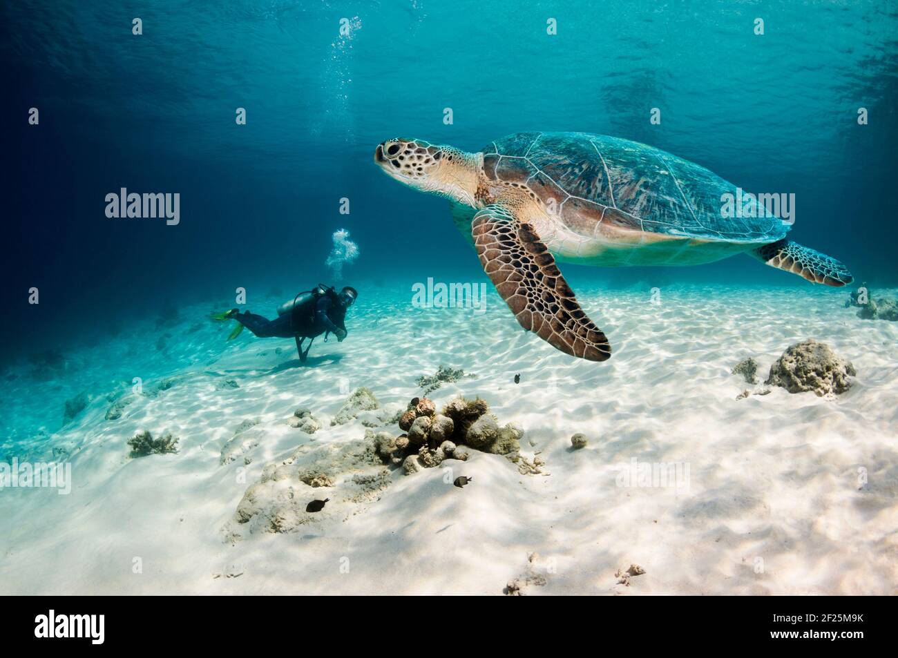 Subacqueo maschile guardando una tartaruga verde [Chelonia mydas] nuotare sopra la barriera corallina. Indonesia. Barriere coralline tropicali in tutto il mondo. In pericolo. Foto Stock
