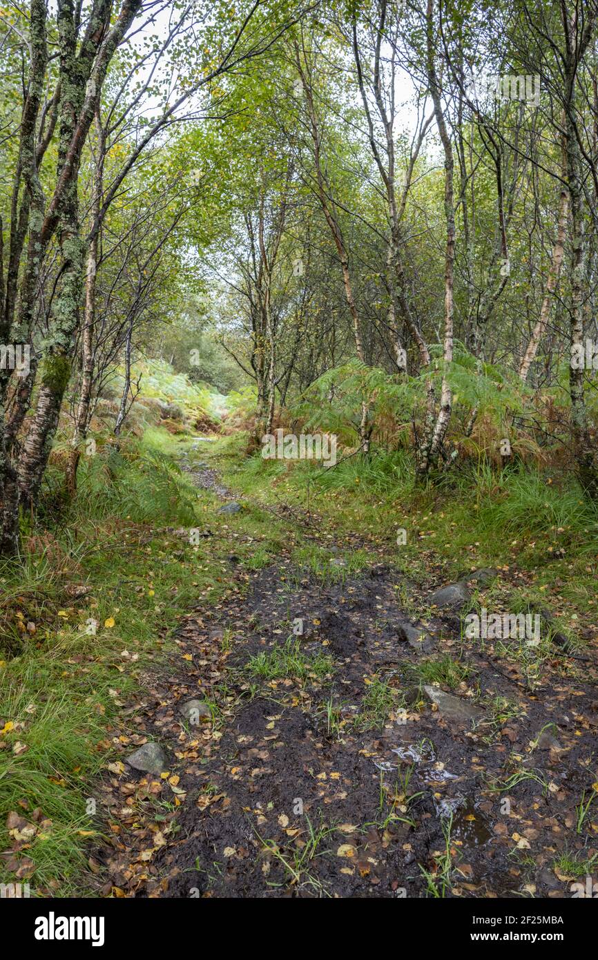 Glenmutudale Nature Reserve, Scozia Foto Stock