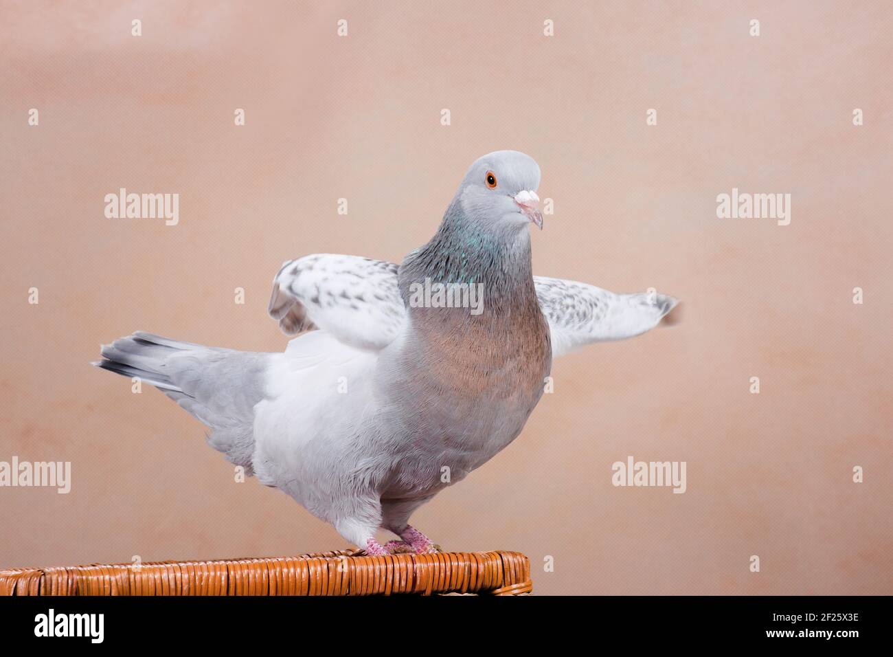 Blu danze piccione fatte in casa salsa divertente su sfondo beige all'interno in studio Foto Stock