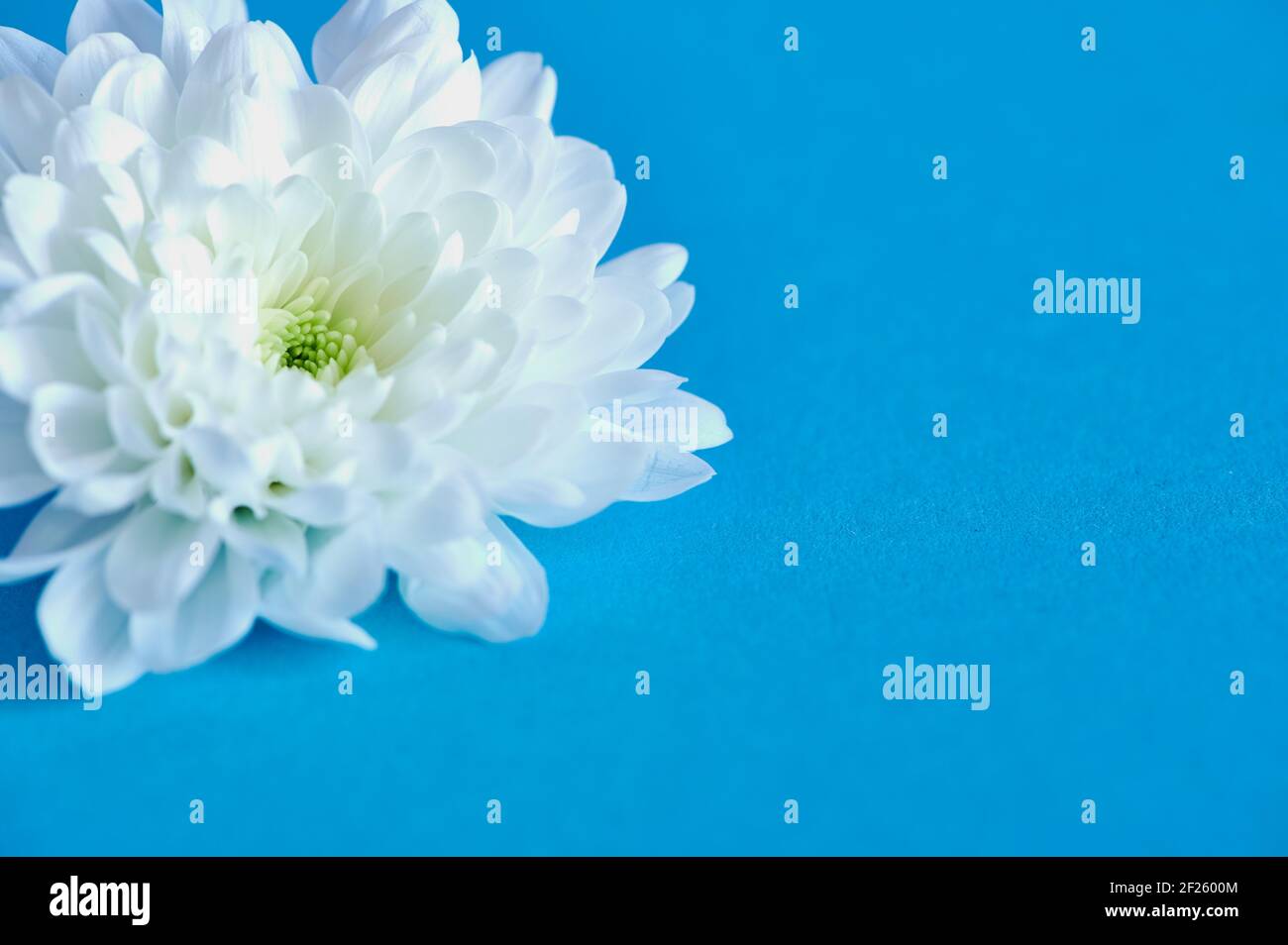 un fiore bianco di crisantemo su sfondo blu Foto Stock