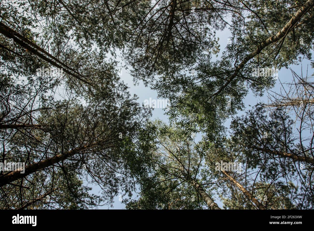 Tree top shot da below.Beautiful primavera estate stagione concept copia Space.Natural background.Evergreen woodland panoramic view.Branches con foglie Foto Stock