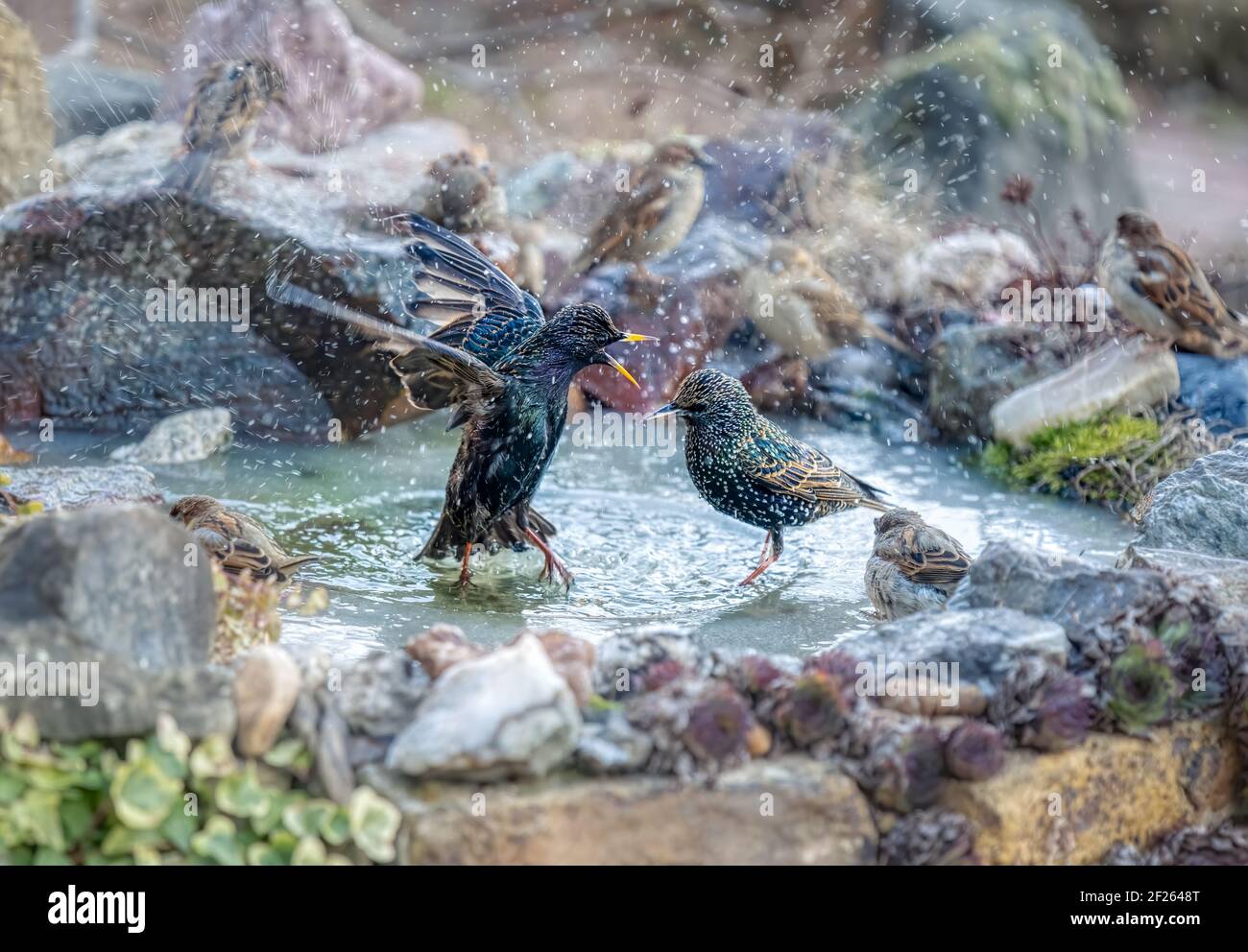 Stelle europee, Sturnus vulgaris, bagno e spruzzi circa nell'acqua di un mini stagno del giardino con ghiaccio scongelamento, piume ben curate in inverno Foto Stock