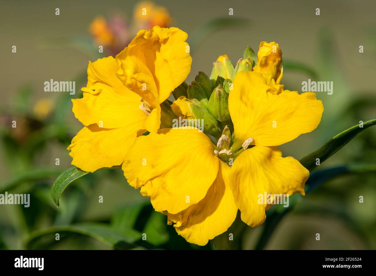 Primo piano di un fiore giallo (erysimum cheiri) in fiore Foto Stock