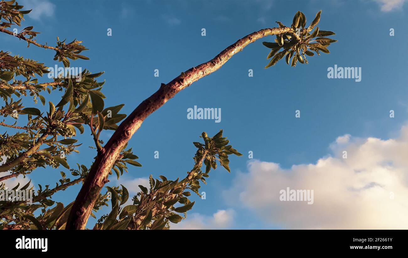 Impianti ad angolo basso su Blue Sky.jpg Foto Stock