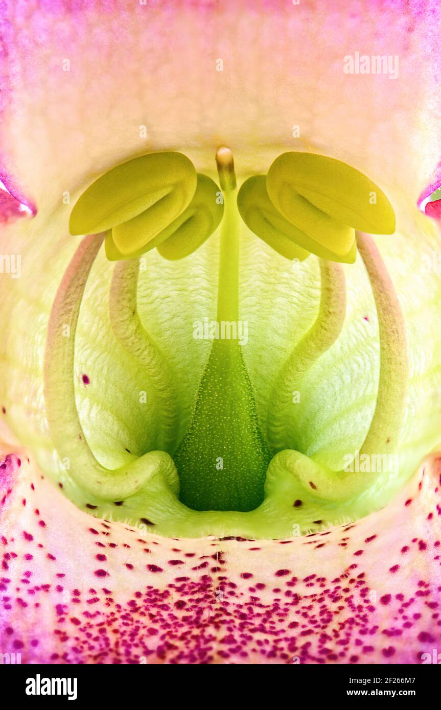 ‘Sgrazioso primo piano di Rosa 'Super Fairy', una rosa rampante con grappoli di abbondanti rosette rosa chiaro con una vignetta rosa. Ripetere la fioritura Foto Stock