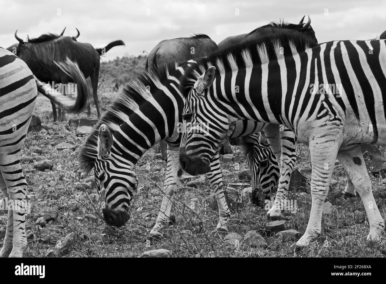 Zebra Equus quagga burchellii 13486 BW di Burchell Foto Stock