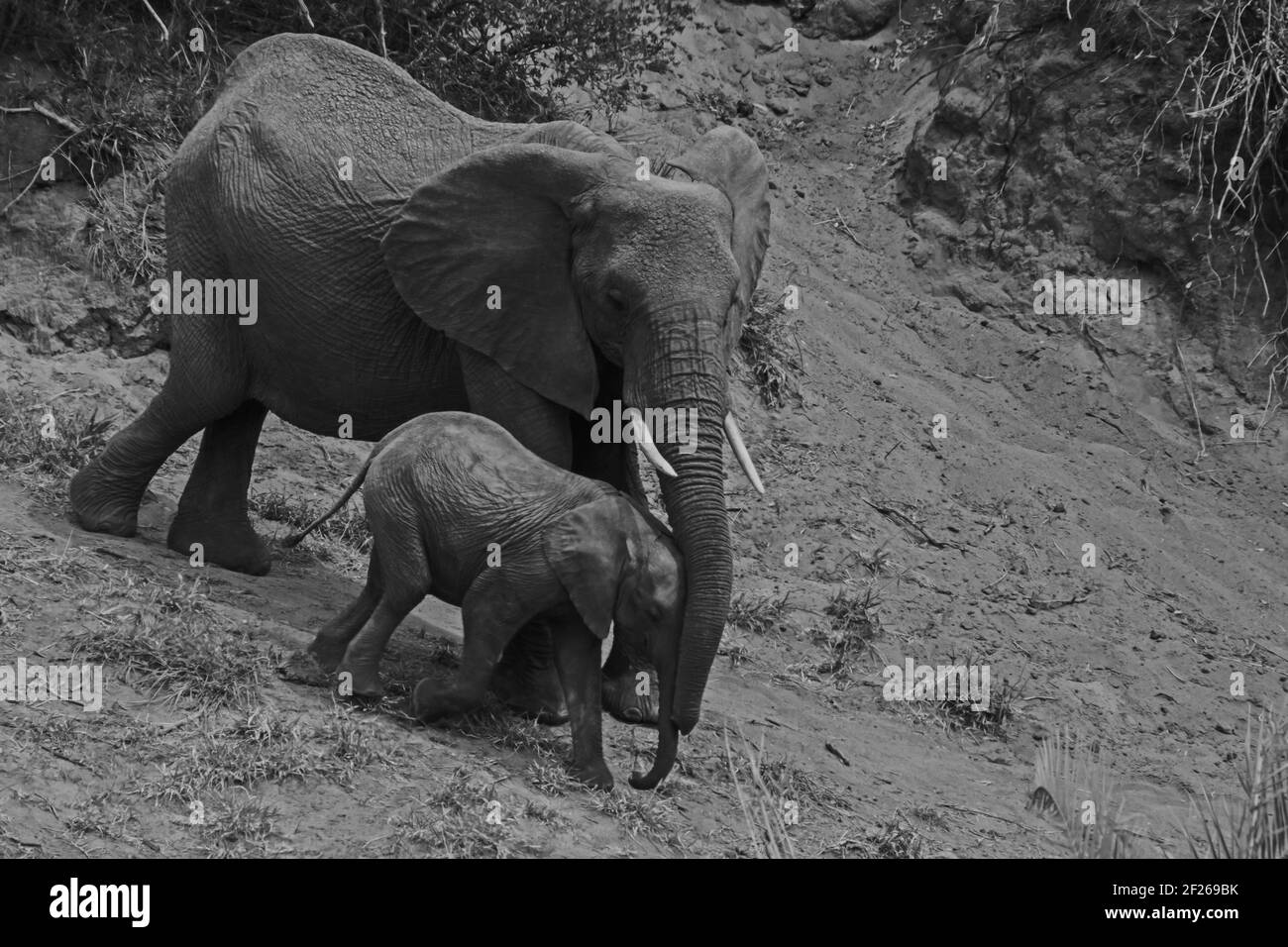 African Elephant Loxodonta africana con giovani 13491 BW Foto Stock