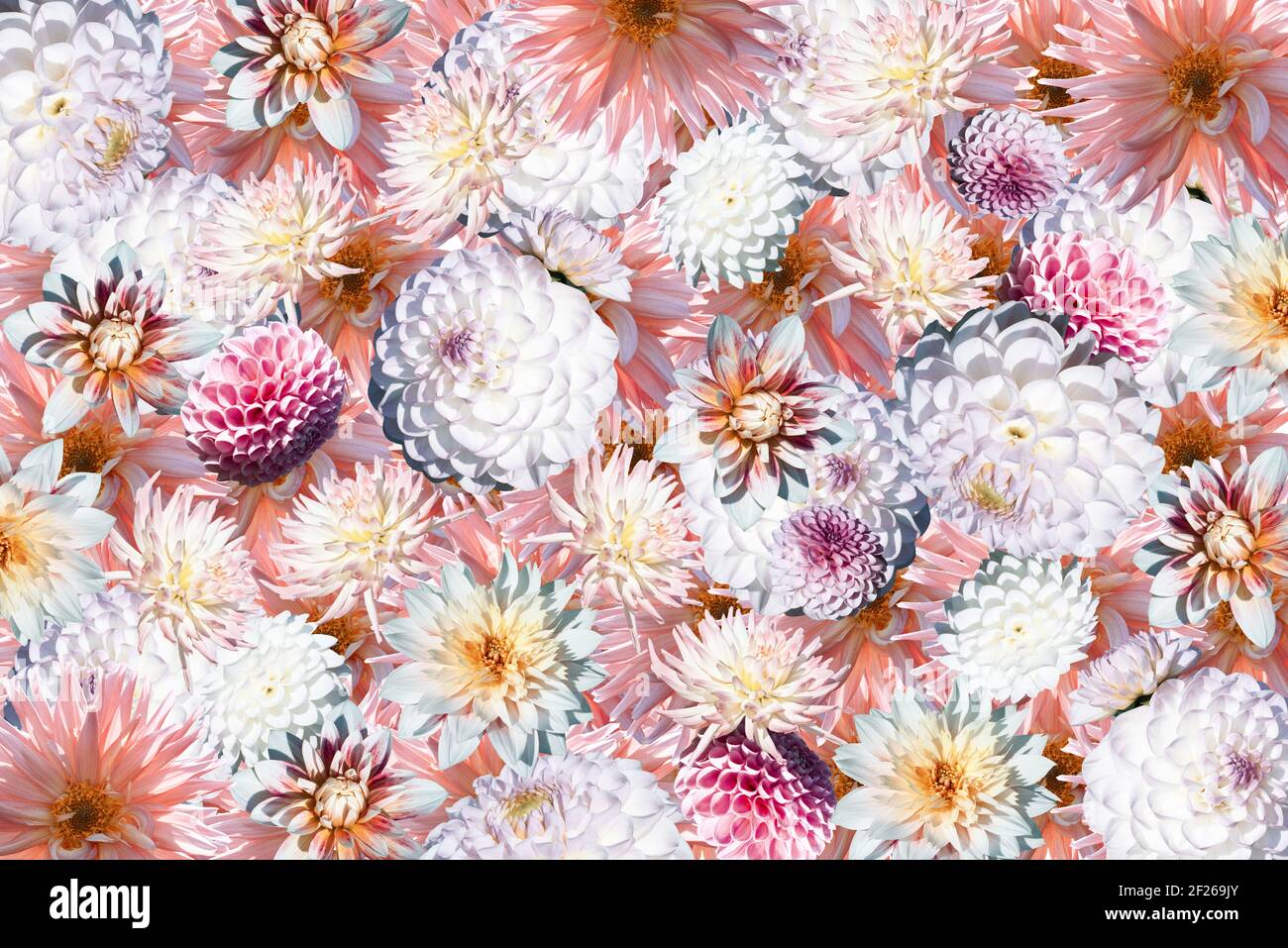 Sfondo floreale. Fiori Dahlia bianchi e rosa. Confezione floreale. Foto Stock