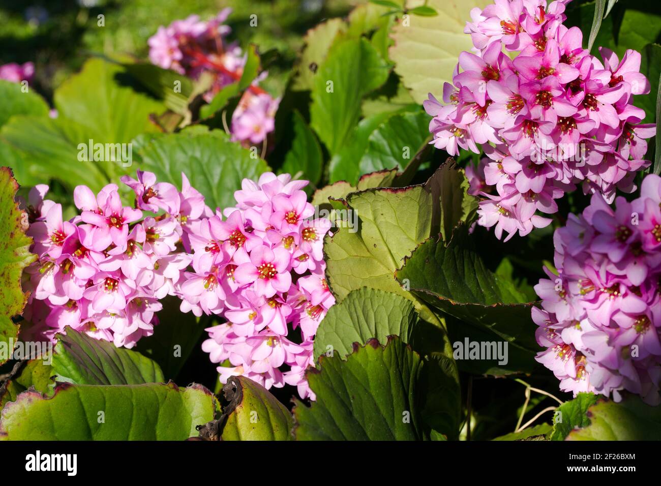 Rosa Bergenia cordifolia fiori e verde fogliame primo piano in primavera nel sud della Francia. Foto Stock