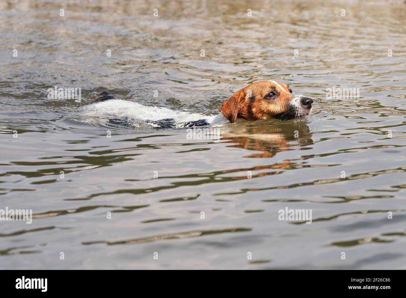 Jack Russell cane terrier nuotare in fiume, solo lui testa e indietro visibile sopra l'acqua Foto Stock