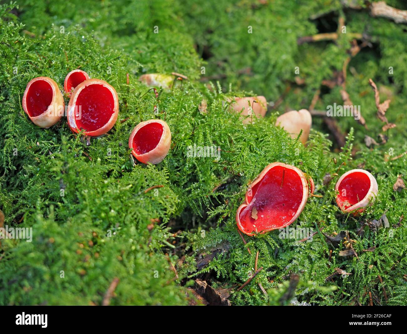 Rosso brillante Scarlet Elf-Cup fungo (Sarcoscopypha coccinea) con ghiaccio all'interno di tazze che si coltivano in mossy pavimento boschivo della foresta invernale in Cumbria, Inghilterra, Regno Unito Foto Stock