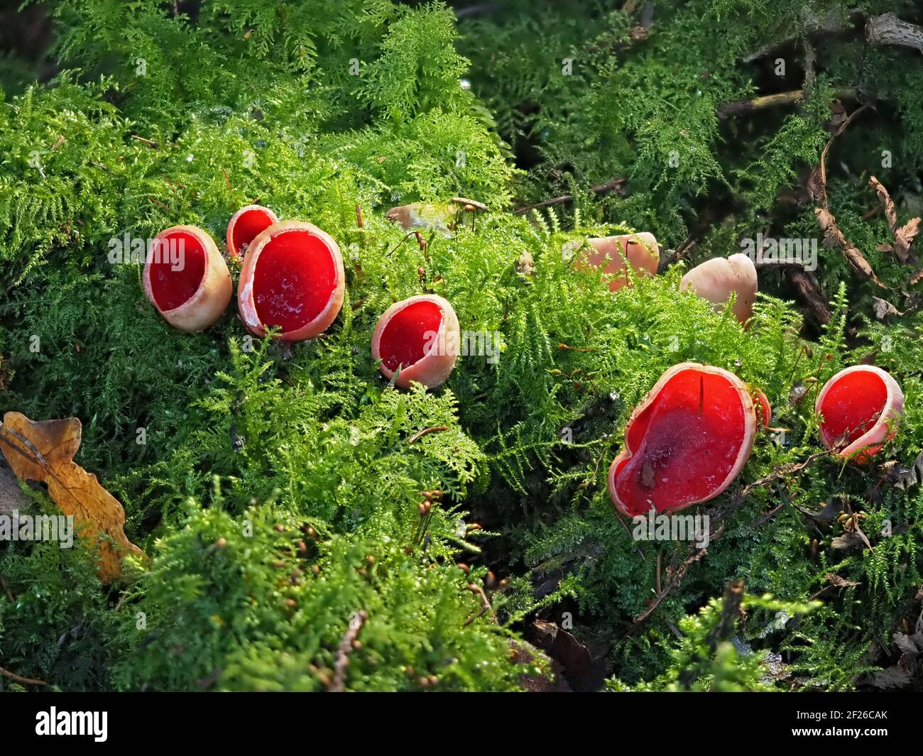 Rosso brillante Scarlet Elf-Cup fungo (Sarcoscopypha coccinea) con ghiaccio all'interno di tazze che si coltivano in mossy pavimento boschivo della foresta invernale in Cumbria, Inghilterra, Regno Unito Foto Stock