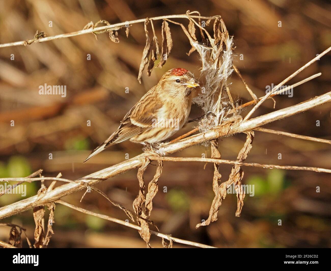 Maschio comune Redpoll (Acanthis flammea) che si nutra su semi soffici di Rosebay Willowwib (Chamaenerion angustifolium) in inverno, Cumbria, Inghilterra, Regno Unito Foto Stock