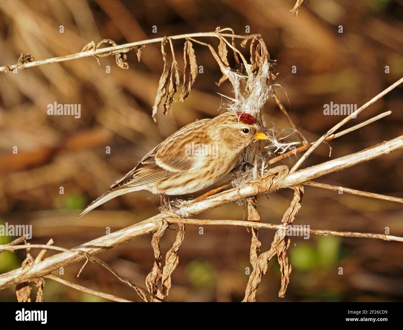Maschio comune Redpoll (Acanthis flammea) che si nutra su semi soffici di Rosebay Willowwib (Chamaenerion angustifolium) in inverno, Cumbria, Inghilterra, Regno Unito Foto Stock