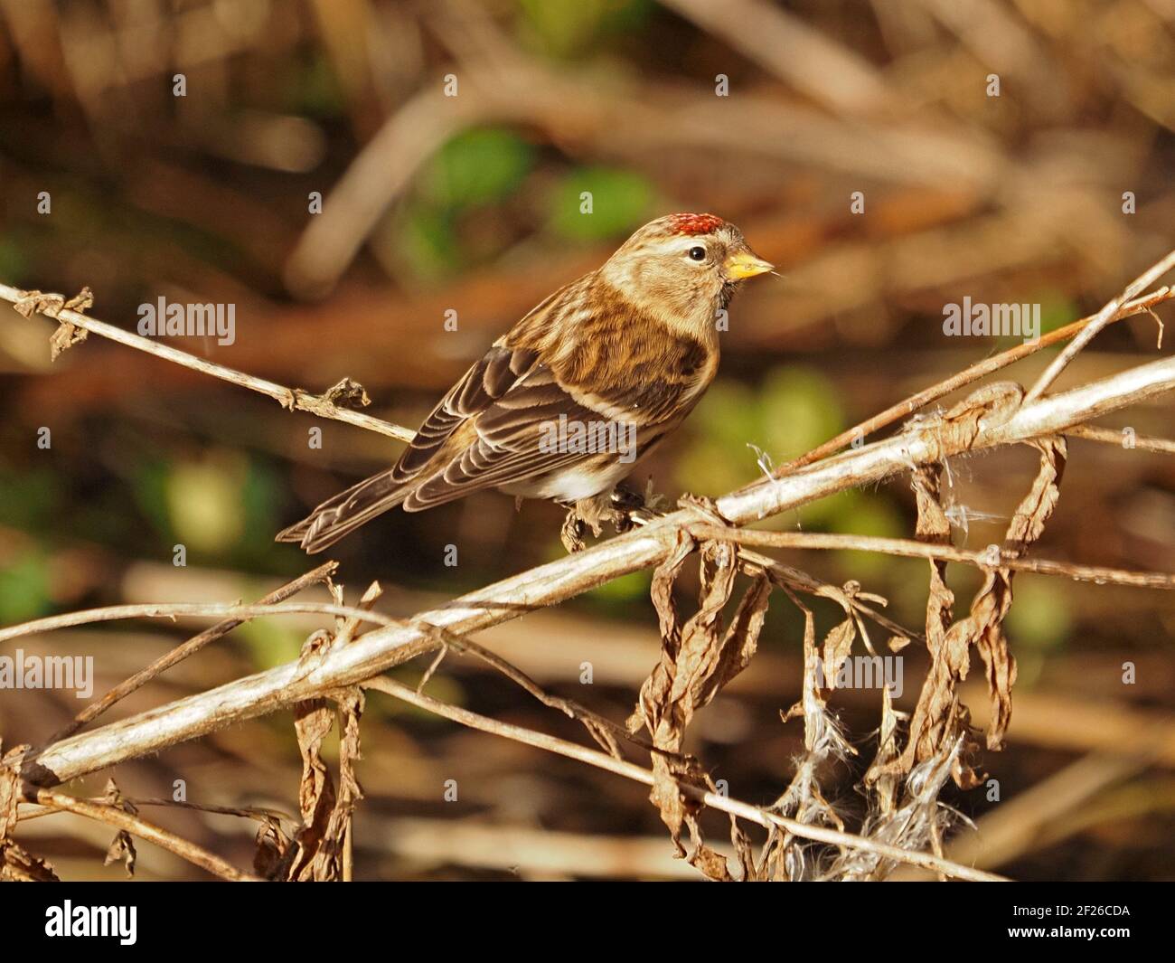 Maschio comune Redpoll (Acanthis flammea) che si nutra su semi soffici di Rosebay Willowwib (Chamaenerion angustifolium) in inverno, Cumbria, Inghilterra, Regno Unito Foto Stock