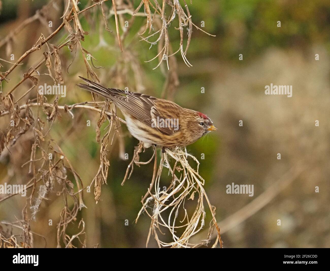 Maschio comune Redpoll (Acanthis flammea) che si nutra su semi soffici di Rosebay Willowwib (Chamaenerion angustifolium) in inverno, Cumbria, Inghilterra, Regno Unito Foto Stock