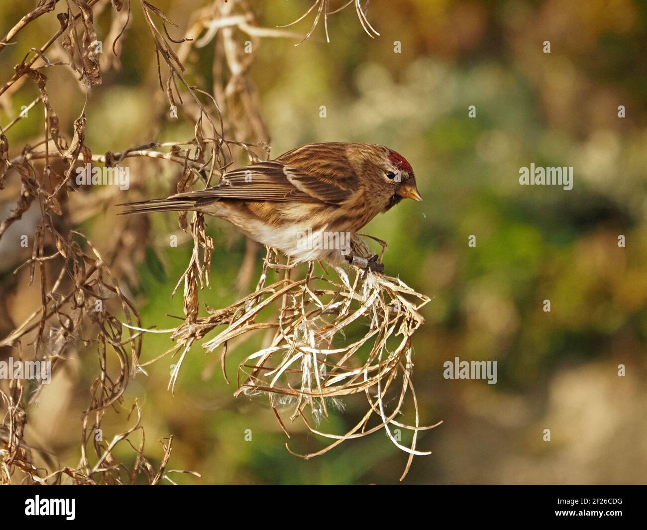 Maschio comune Redpoll (Acanthis flammea) che si nutra su semi soffici di Rosebay Willowwib (Chamaenerion angustifolium) in inverno, Cumbria, Inghilterra, Regno Unito Foto Stock