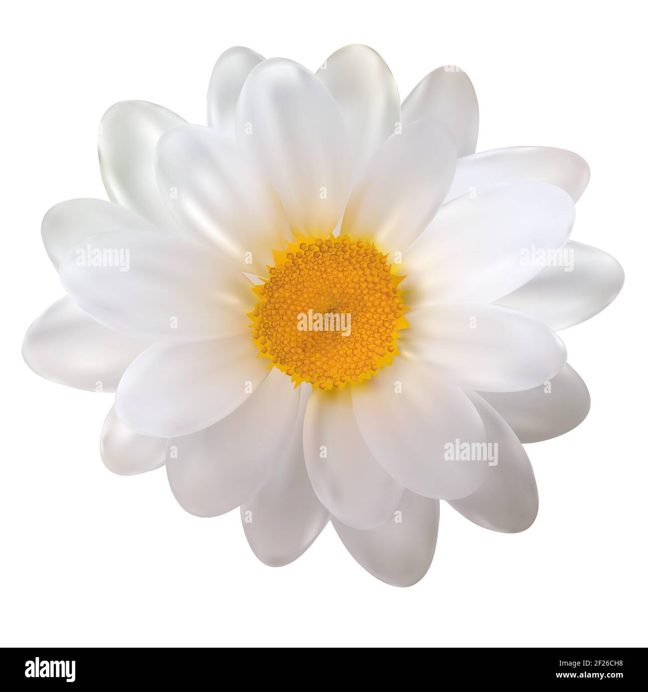 Fiore camomilla realistico isolato su sfondo bianco. Illustrazione vettoriale Illustrazione Vettoriale
