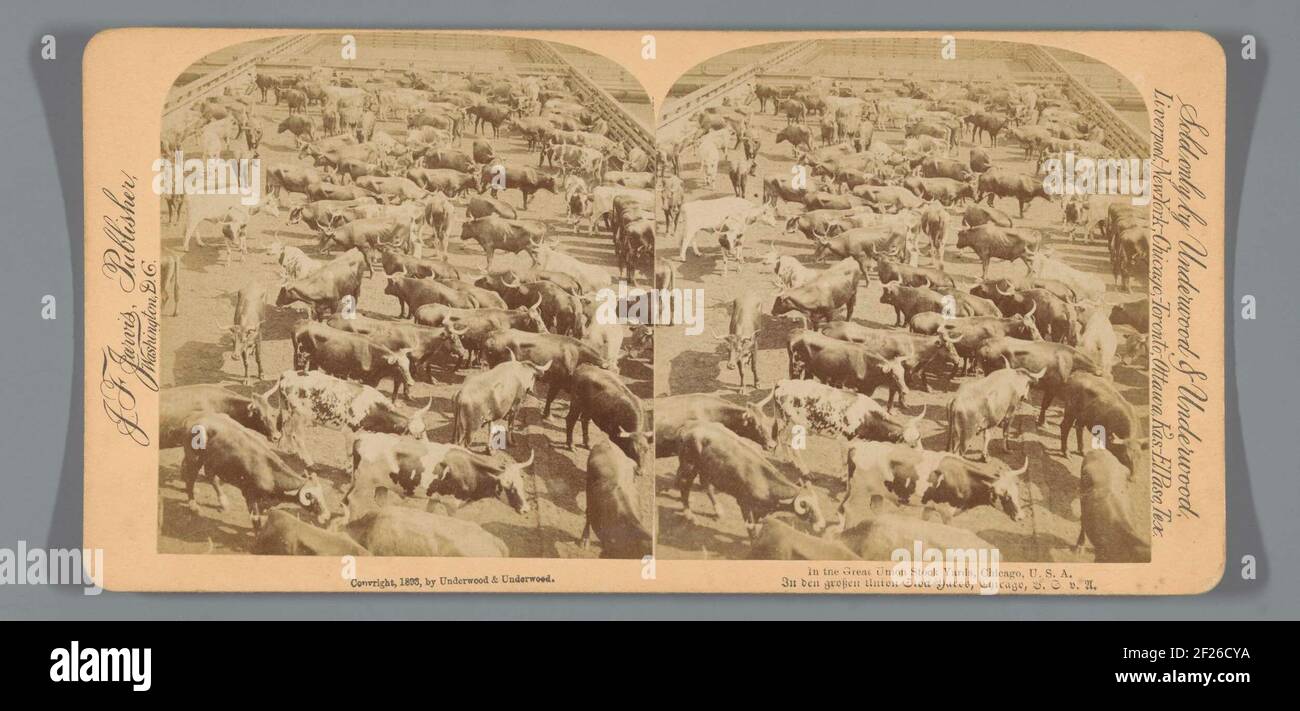 Nel grande Union Stock Yards, Chicago, U.S.A... Foto Stock