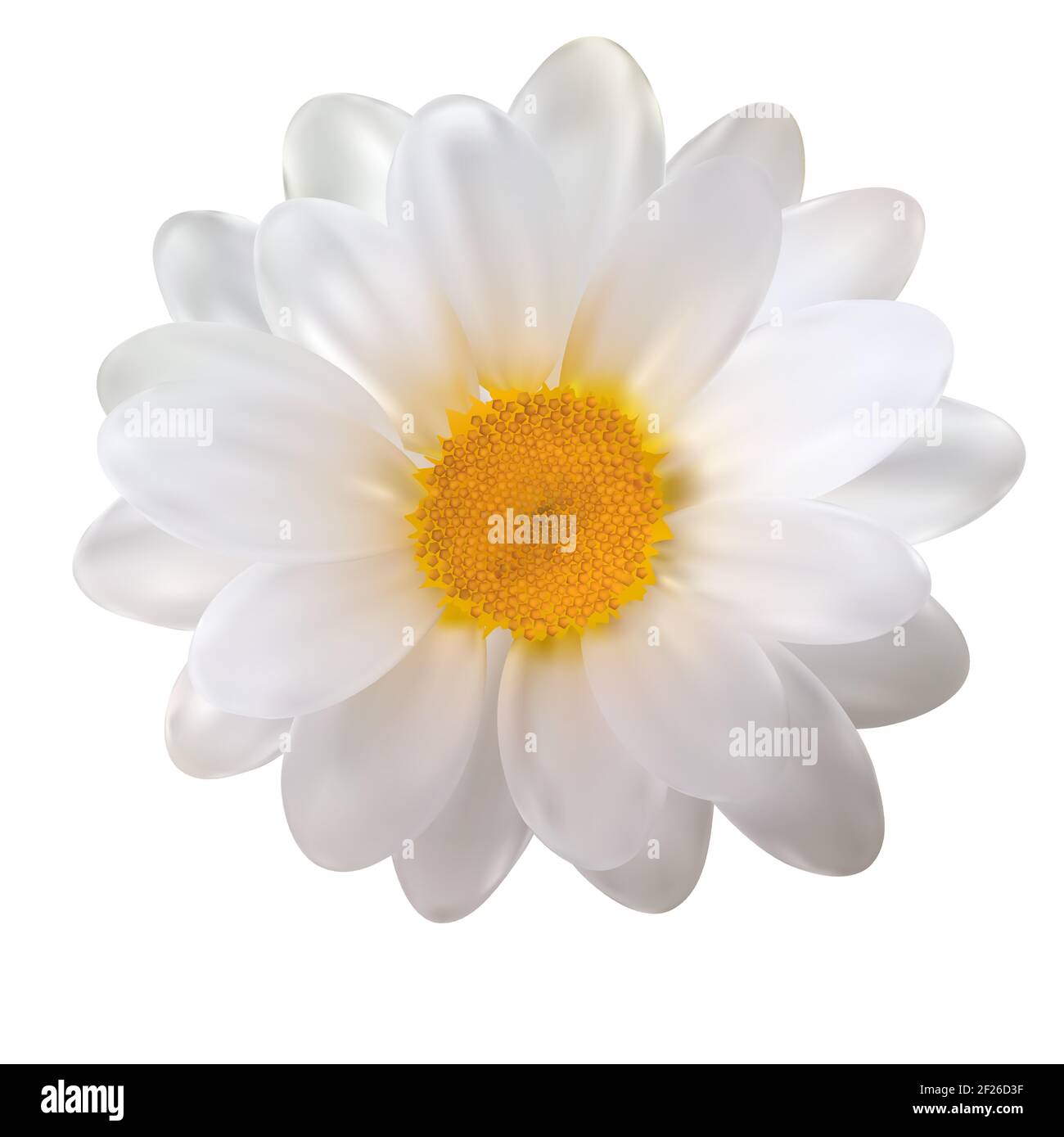 Fiore camomilla realistico su sfondo bianco. Illustrazione vettoriale Illustrazione Vettoriale