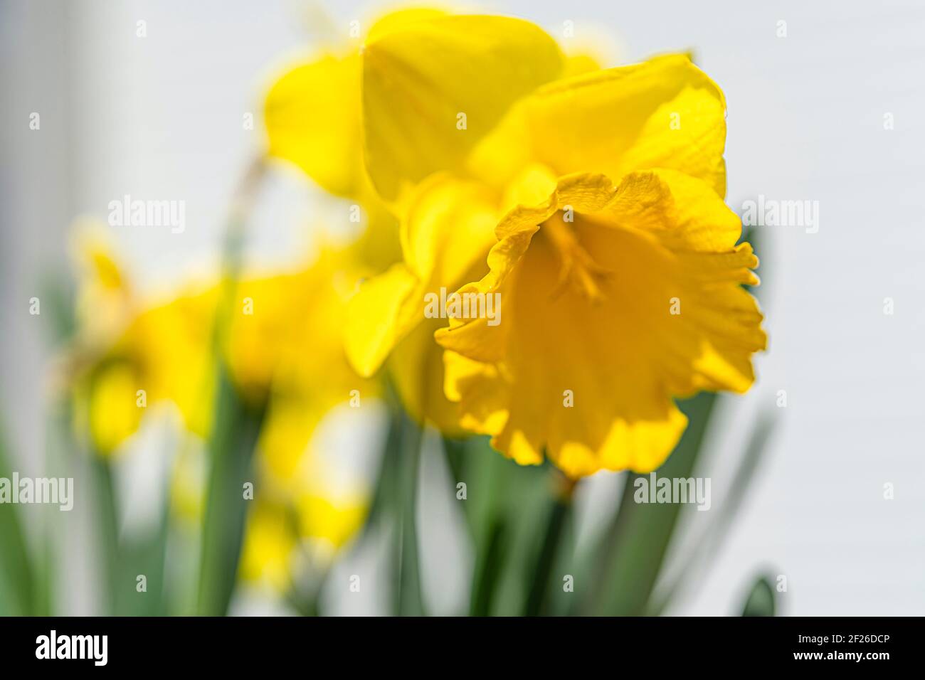 Primo piano su narcissus giallo narcissus narcisolo al sole. Foto macro. Sfondo bianco sfocato Foto Stock