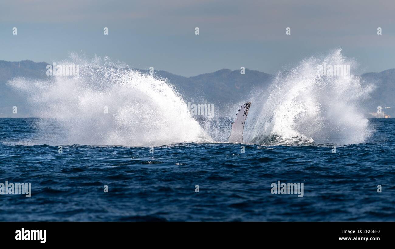 La balena di megattere batte la sua pinna sulla superficie del oceano con le montagne sullo sfondo causando uno spruzzi durante la balena Tour di osservazione a Puerto Vallarta Foto Stock