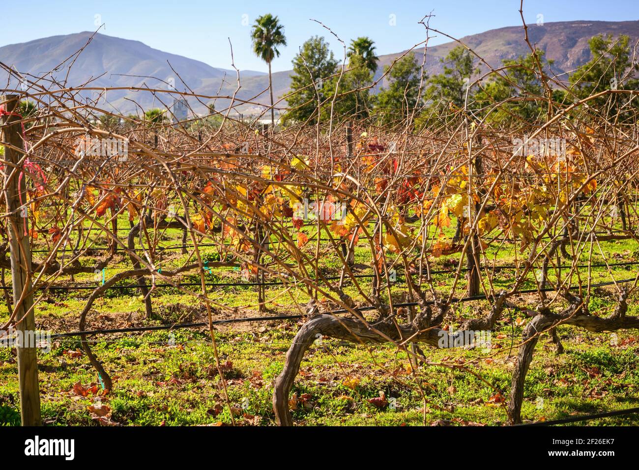 Vigneto nella Valle de Guadalupe - regione vinicola di rilievo Della penisola di Baja Foto Stock