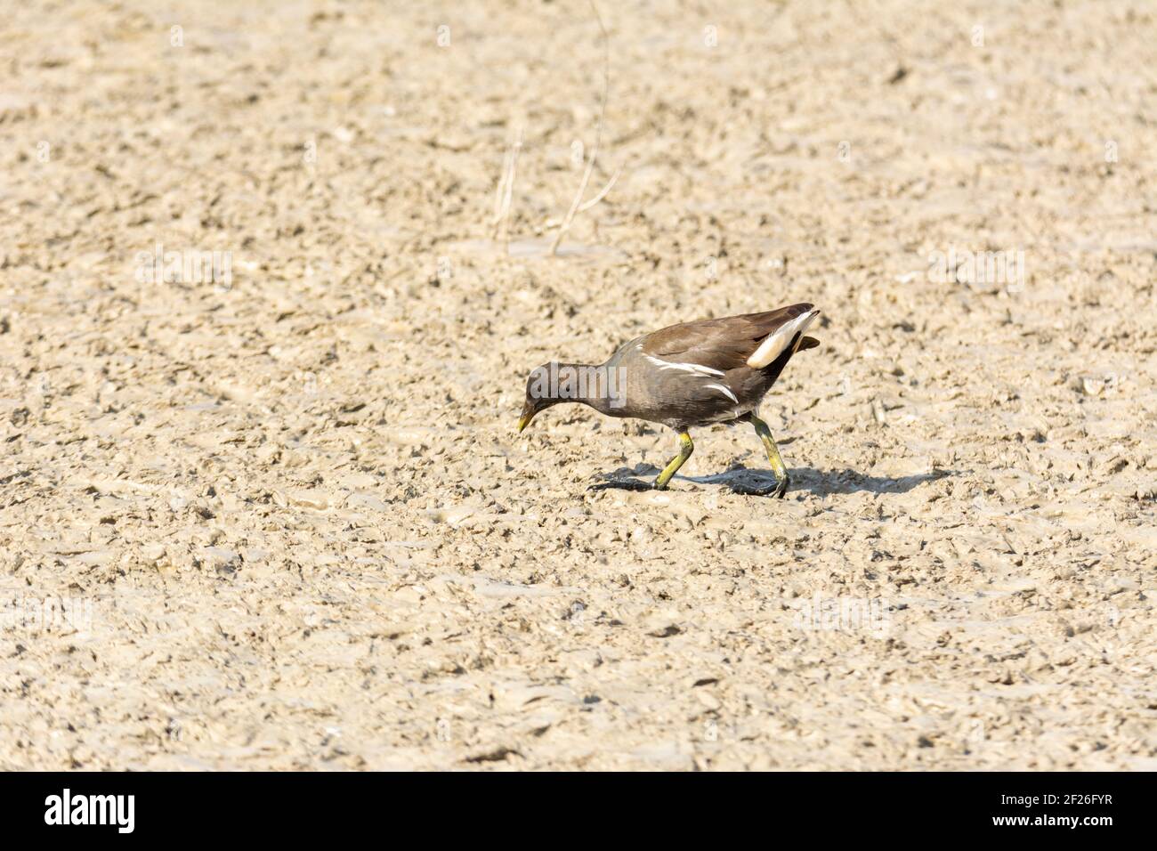 Ferrovia europea o comune (Rallus aquaticus) nell'albufera, lago di Maiorca, alla ricerca di piccoli crostacei da mangiare, Foto Stock