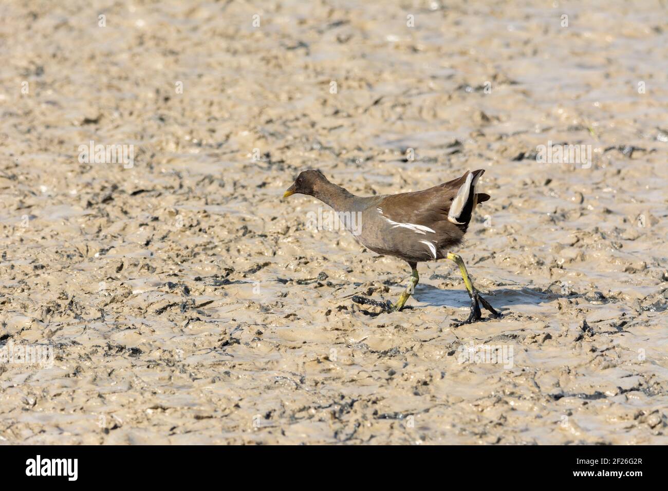 Ferrovia europea o comune (Rallus aquaticus) nell'albufera, lago di Maiorca, alla ricerca di piccoli crostacei da mangiare, Foto Stock