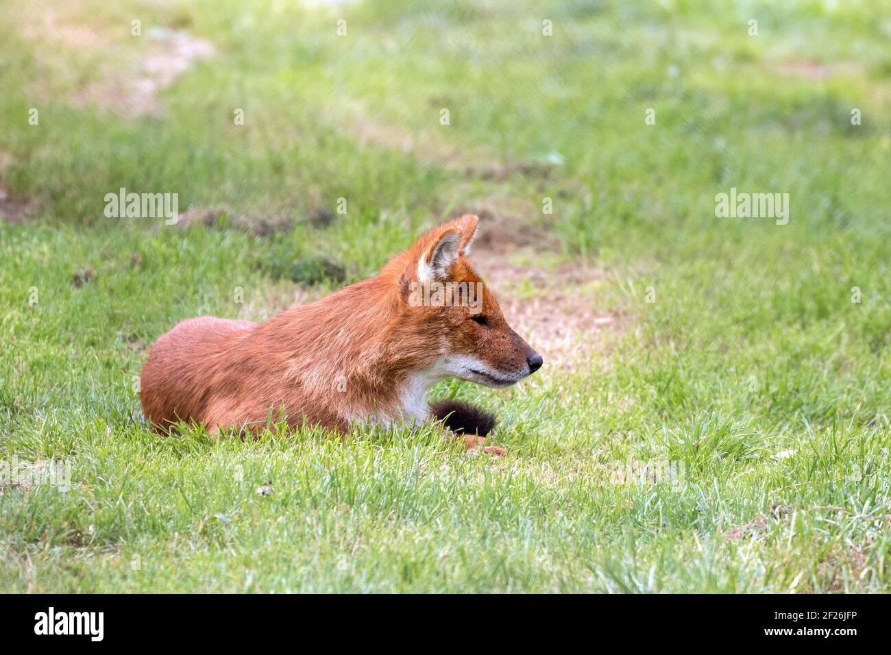 Dhole (Cuon alpinus) chiamato anche asiatici cane selvatico o indiano cane selvatico Foto Stock