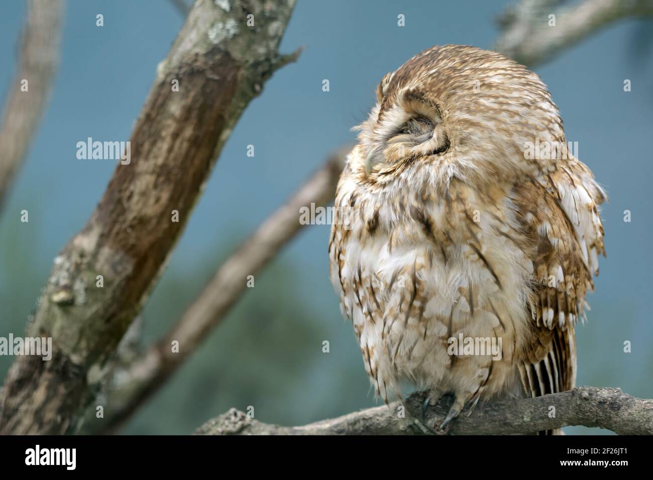 Allocco (Strix aluco) Foto Stock