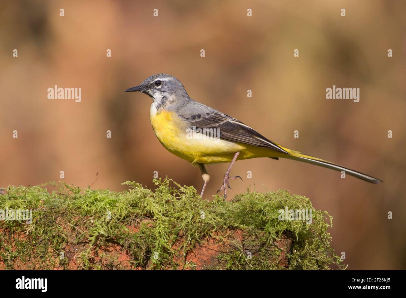 Vista laterale di un selvaggio uccello grigio da coda (Motacilla cinerea) in piedi isolato su un muretto ricoperto di muschio con sfondo sfocato. Foto Stock