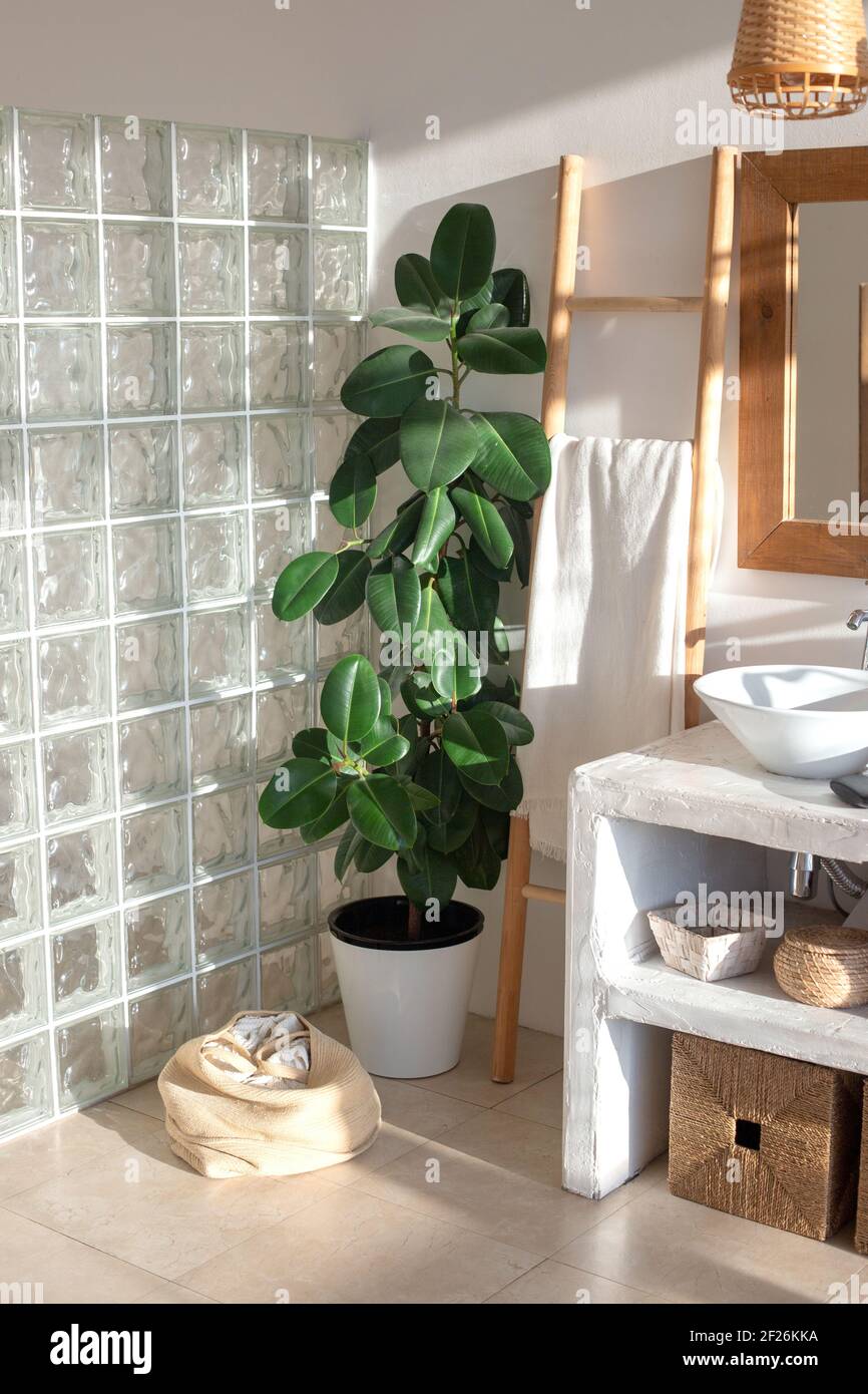 una grande pianta ficus in un elegante interno moderno di un bagno luminoso e soleggiato con Foto Stock