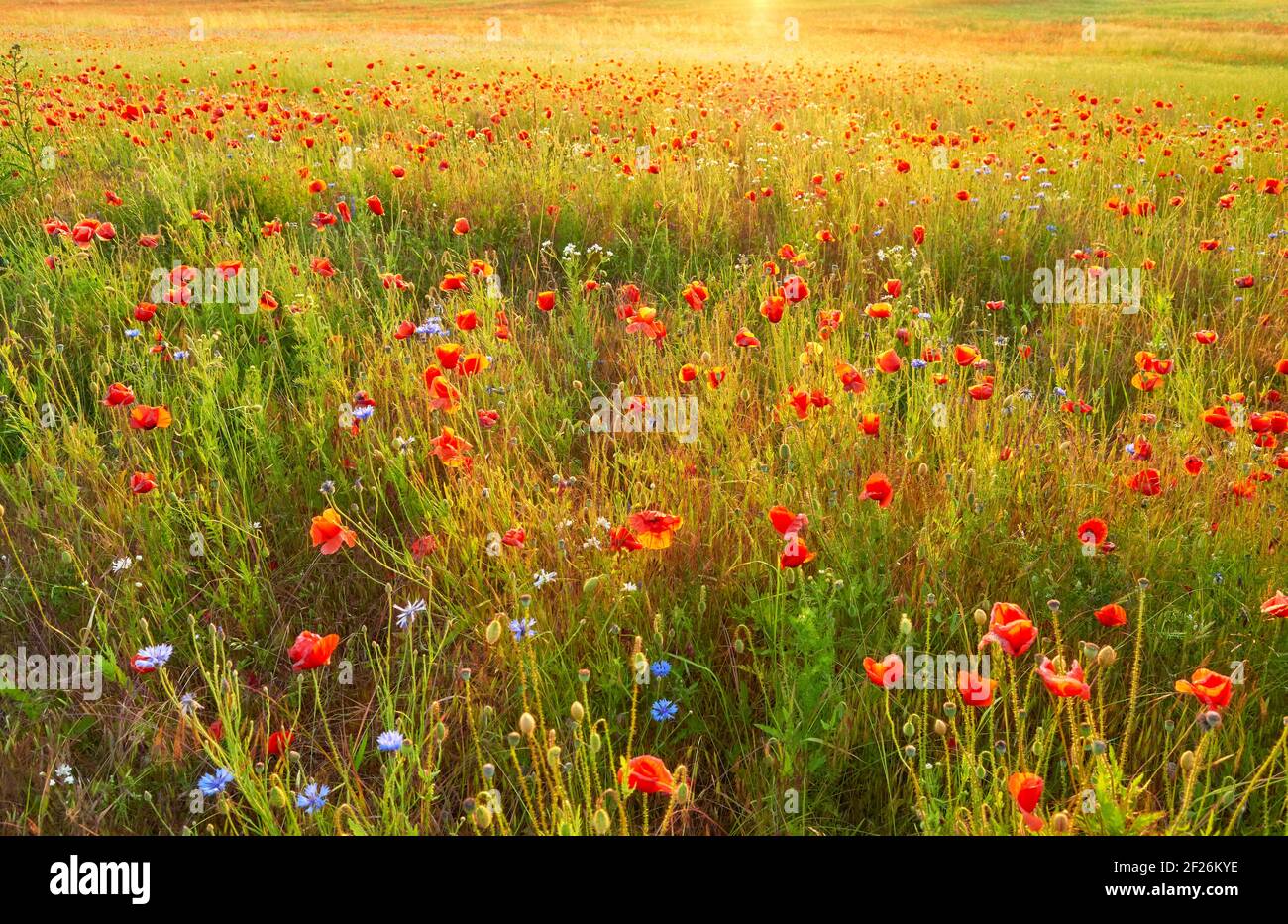 Campo con fiori di papavero al tramonto, fuoco selettivo. Foto Stock