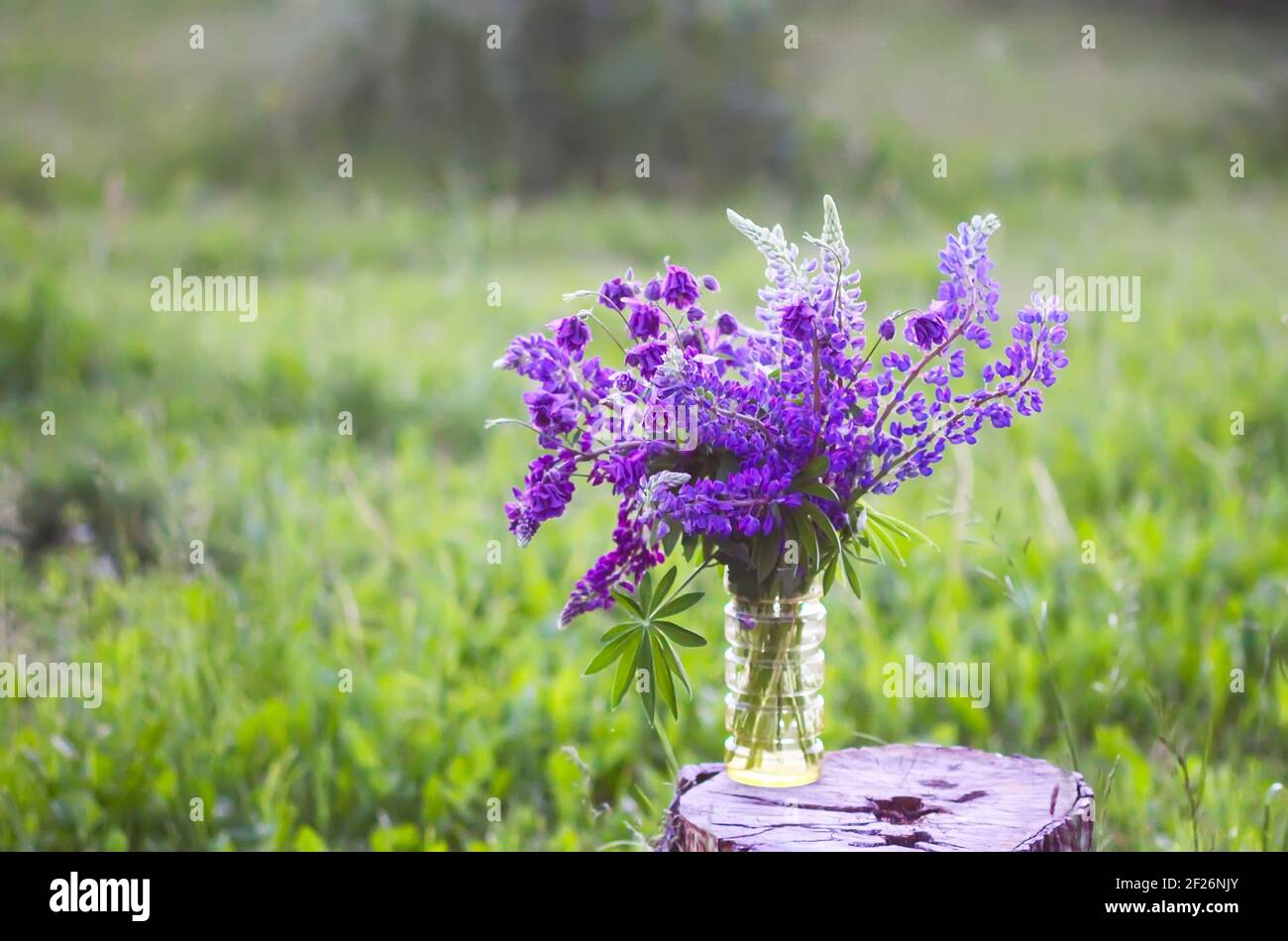 Bouquet di fiori estivi sul ceppo dell'albero. Fiori viola di lupino a foglia grande o bigleaf. Piante di Lupinus polifyllus. Foto Stock