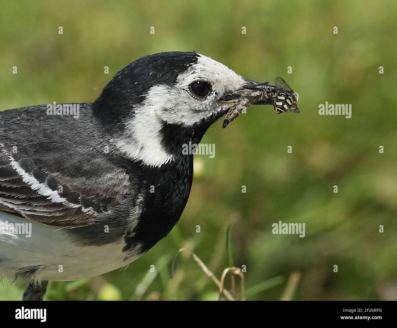 Pied wagtail (Motacilla alba yarrellii) primo piano della prima femmina estiva con cibo per insetti in fattura, tra cui Hoverfly Eccles-on-Sea, Norfolk, UK Foto Stock