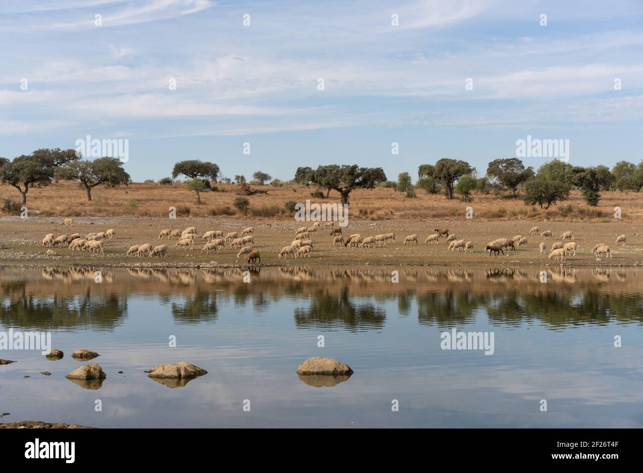 Guai su un paesaggio asciutto di Alentejo con lago artificiale e riflessione a Terena, Portogallo Foto Stock