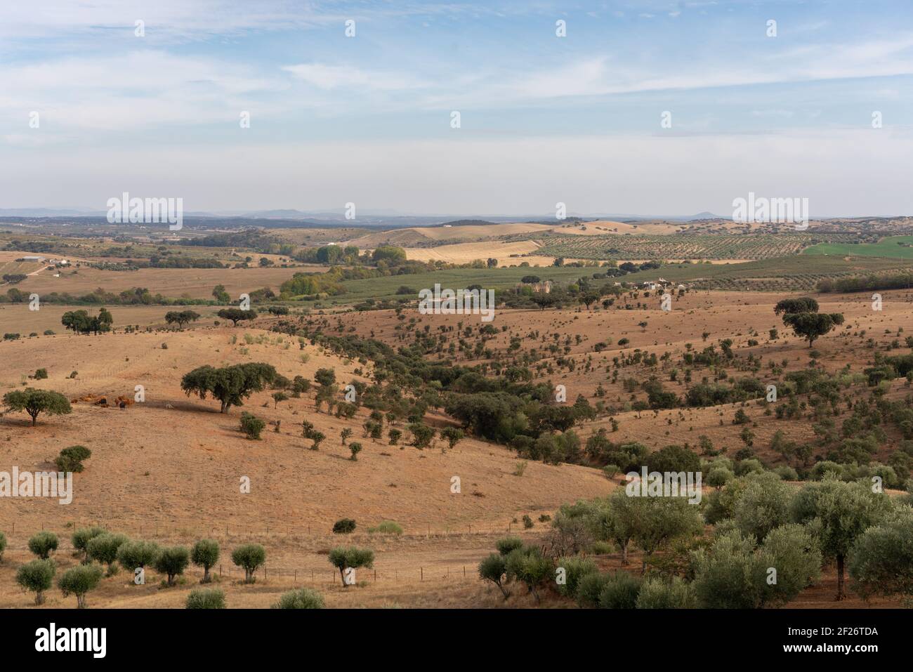 Alentejo bellissimo paesaggio verde e marrone con ulivi e sugheri a Terena, Portogallo Foto Stock