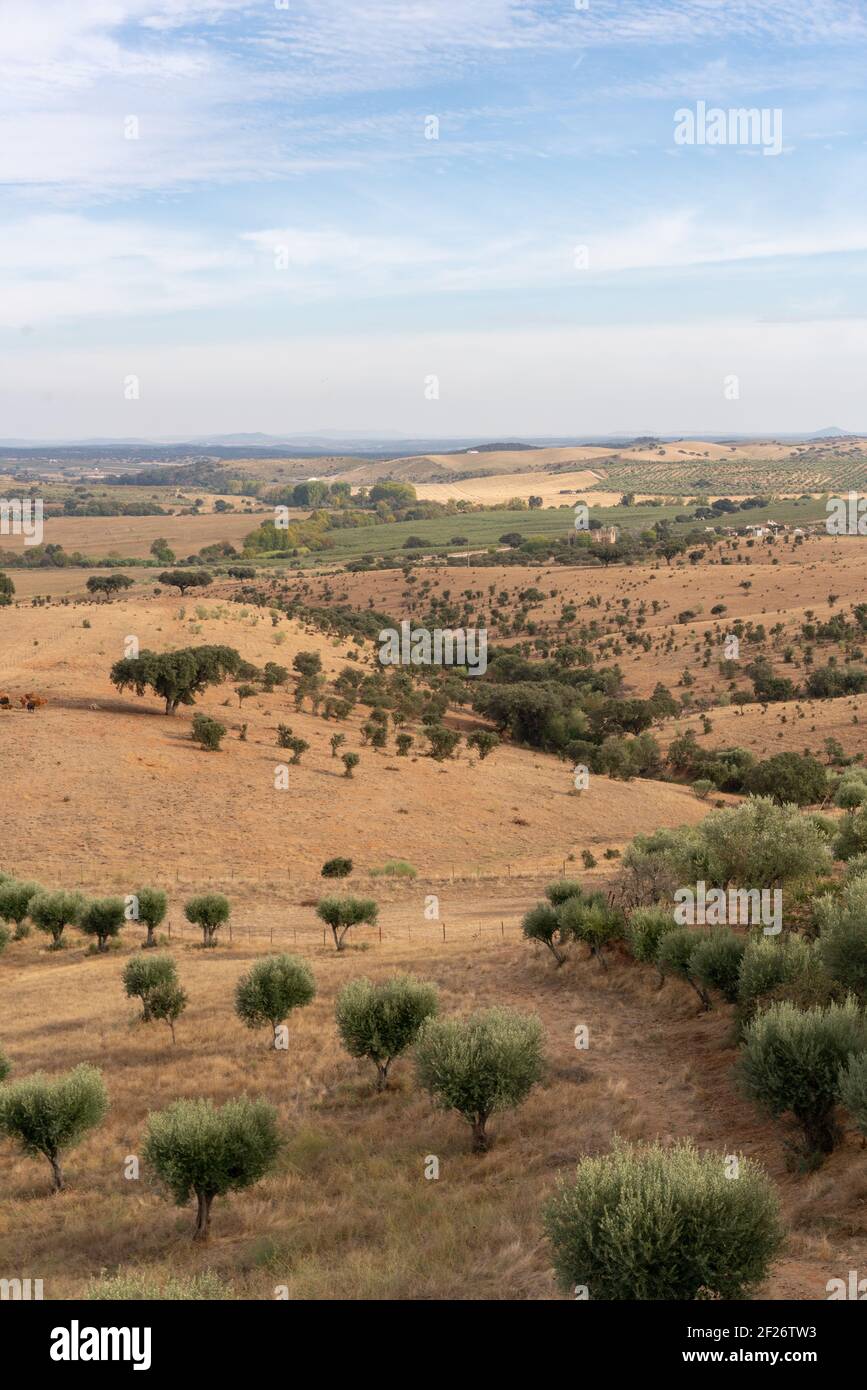 Alentejo bellissimo paesaggio verde e marrone con ulivi e sugheri a Terena, Portogallo Foto Stock