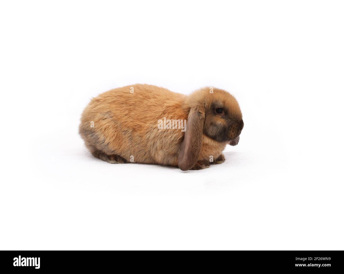 Coniglio di razza purea pecora francese colore madagascar su tessuto bianco Foto Stock