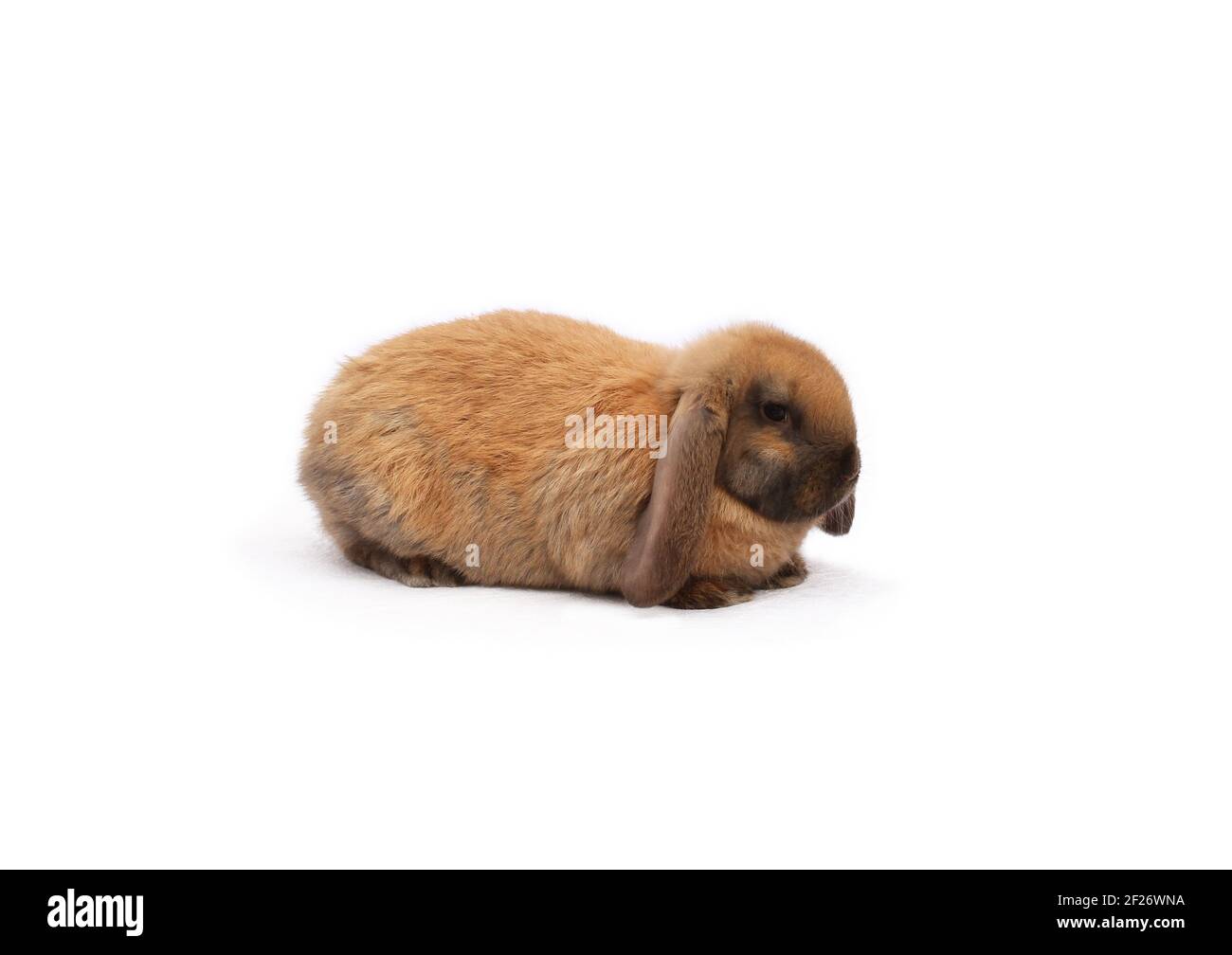 Coniglio di razza purea pecora francese colore madagascar su tessuto bianco contro sfondo bianco Foto Stock