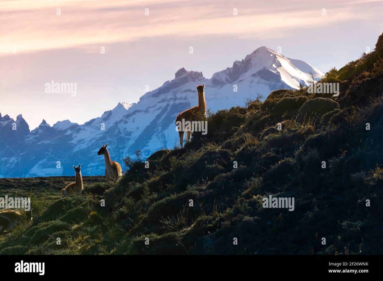 Il guanaco nel Parco Nazionale di Torres del Paine Cile Foto Stock