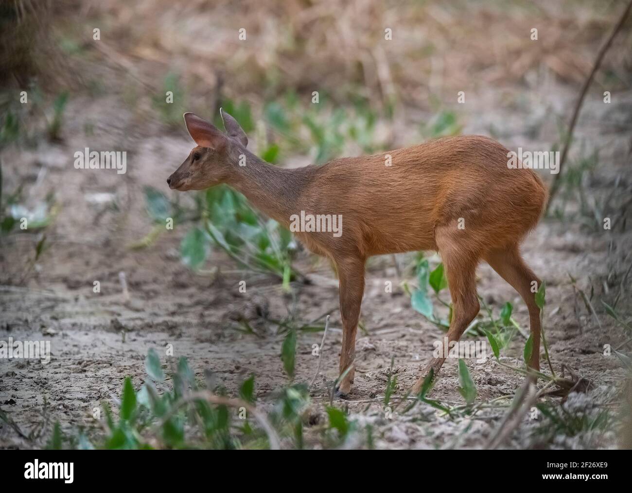 Gray Brocket, Pantanal, Mato Grosso Forest, Brasile Foto Stock