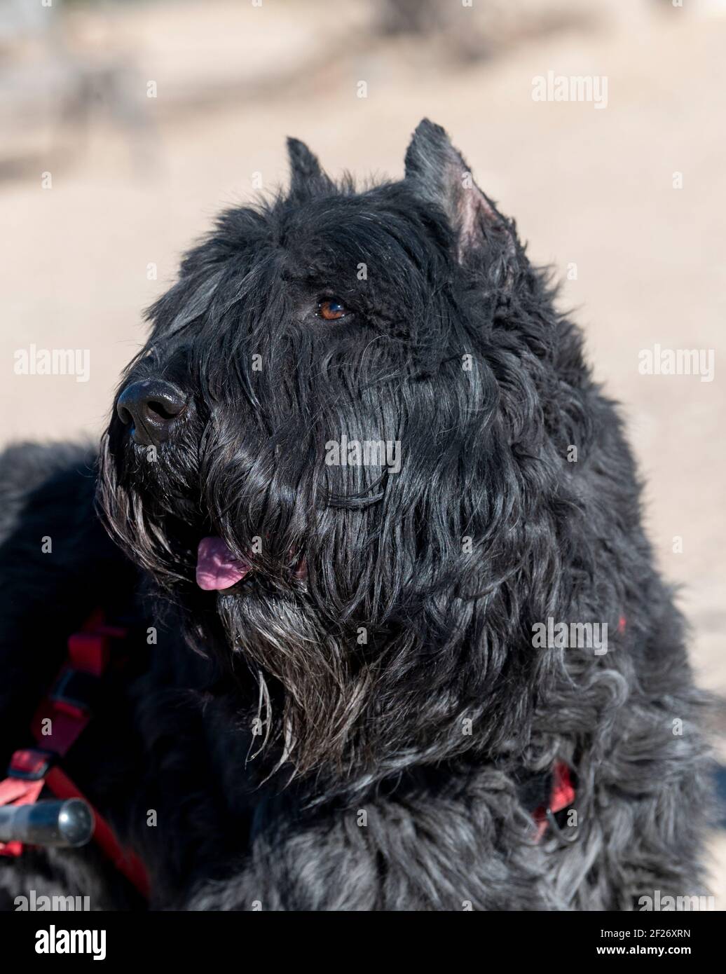 Un cane Bouvier nero che posa per un ritratto di illuminazione naturale all'aperto Foto Stock