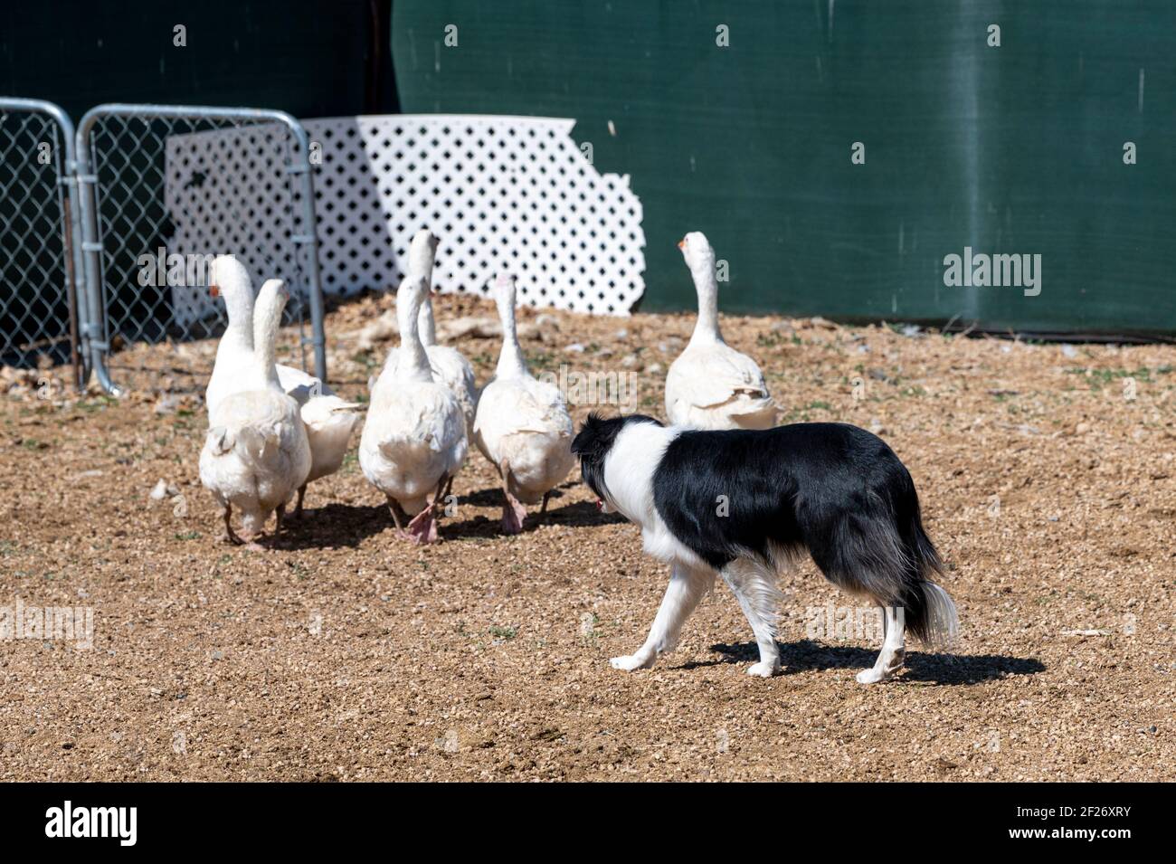 Nero e bianco bordo collie cane che preserda un gregge di oche durante un evento Foto Stock