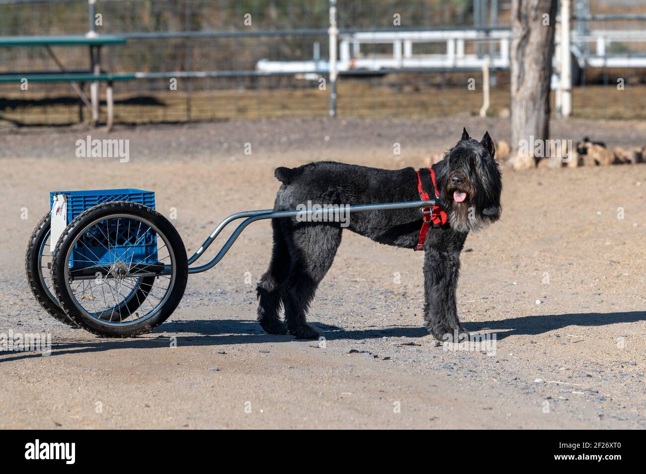 Bouvier che tira un carrello durante un evento di pastore e cart Foto Stock